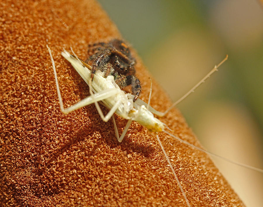Jumping Photograph - Jumping Spider with Cricket by Brian Magnier Jumping Photograph - Jumping Spider with Cricket by Brian Magnier
