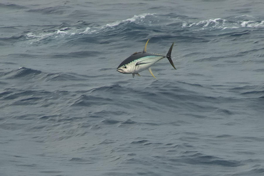 Jumping Yellowfin Tuna Photograph by Bradford Martin