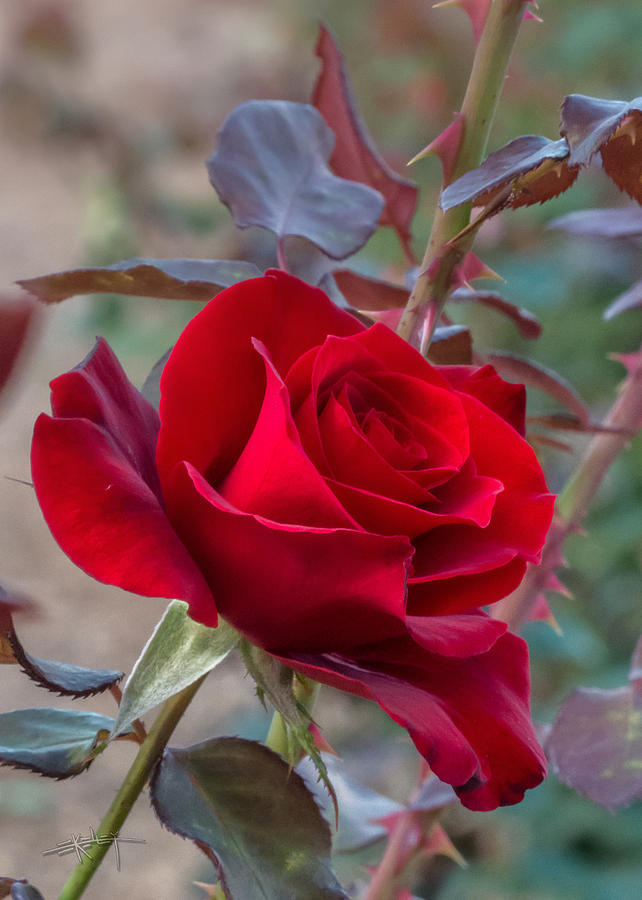 Junaluska Rose Photograph by Ed Kelley