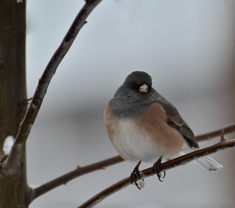 Junco Frontal In Snow Photograph by Rae Ann M Garrett