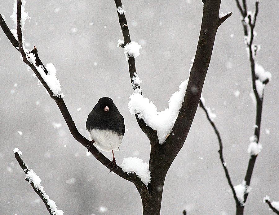 Nature Photograph - Junco in a Snowstorm by Judy Genovese