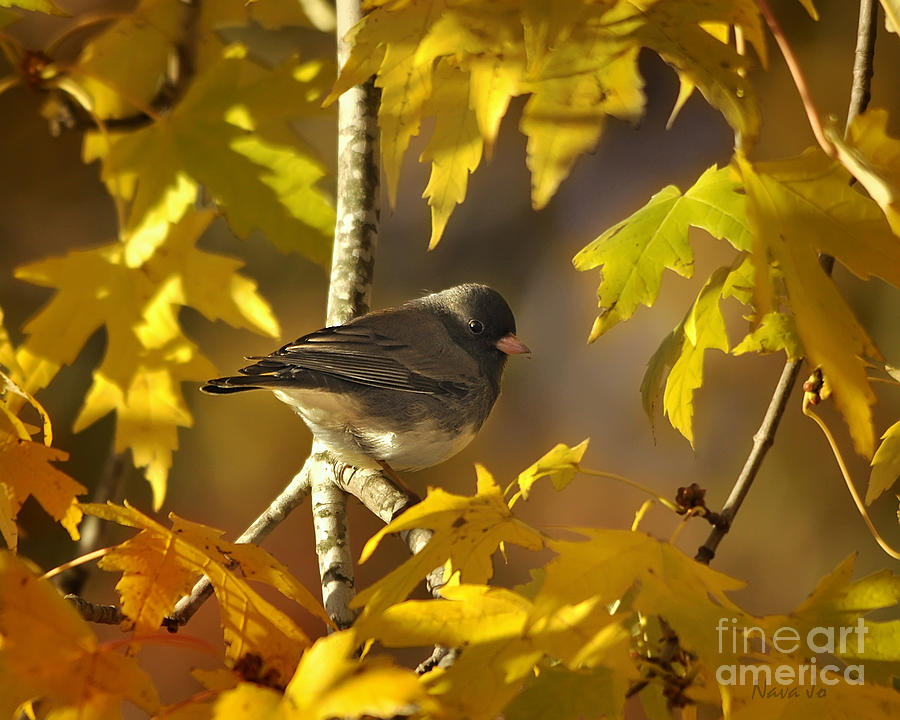 Nature Photograph - Junco in Morning Light by Nava Thompson