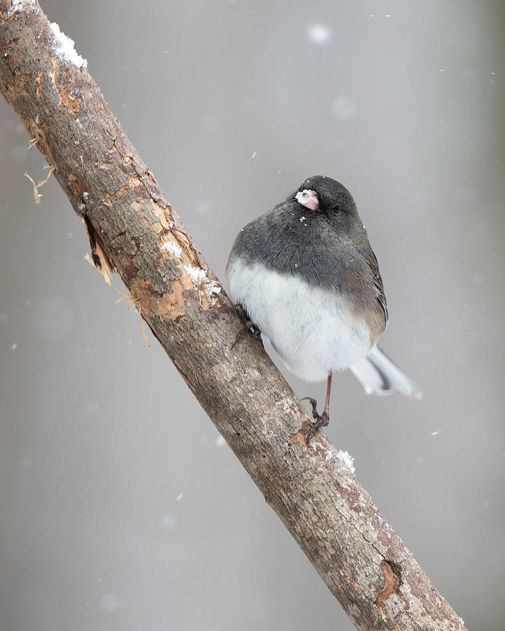 Junco in Snow Photograph by Jack Nevitt - Fine Art America