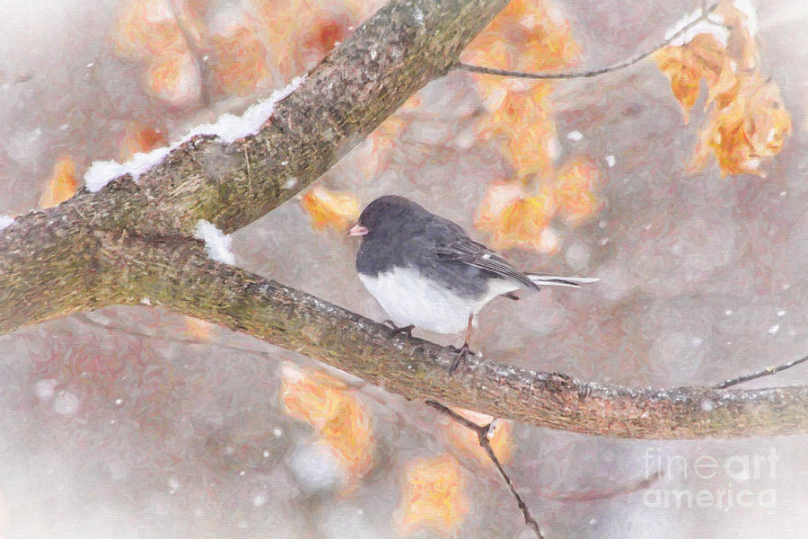 Junco in Snow Photograph by Jack Schultz