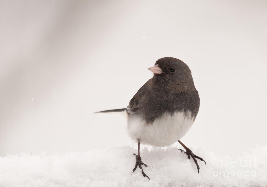 Junco in the snow Photograph by Cheryl Baxter