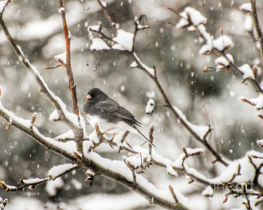 Junco in the Snow Photograph by Kerri Farley