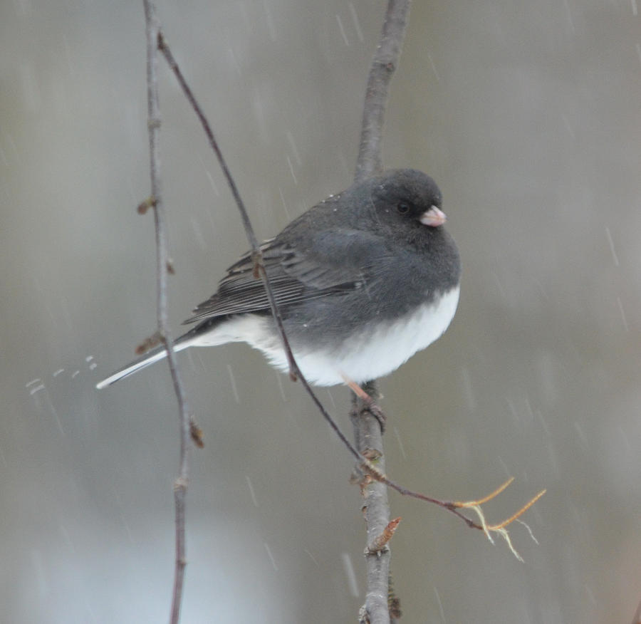 Junco in the Snow Photograph by Richard Bryce and Family