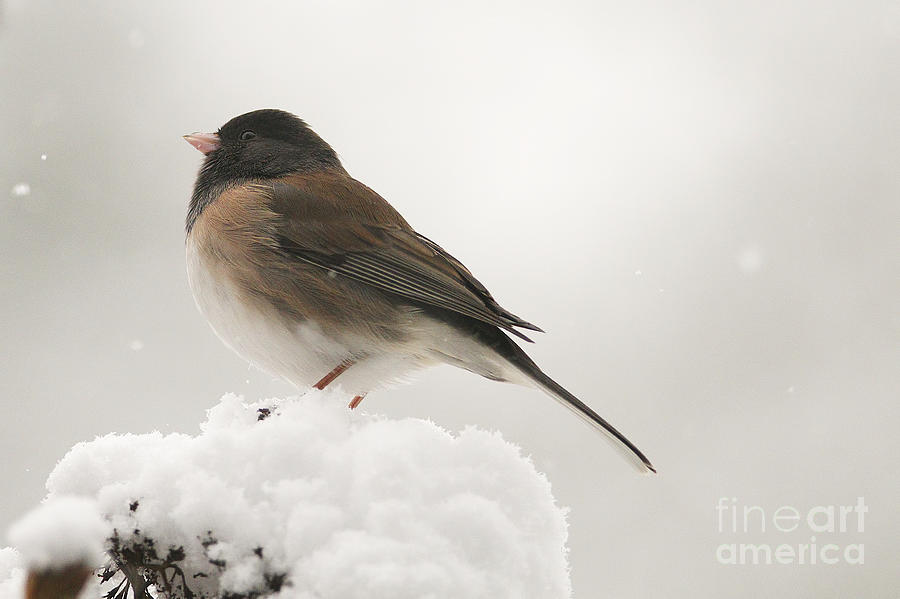 Junco in the Snow Photograph by Sharon Talson