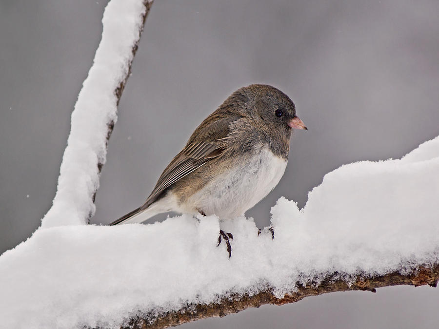 Junco in the Snow Photograph by Theo OConnor