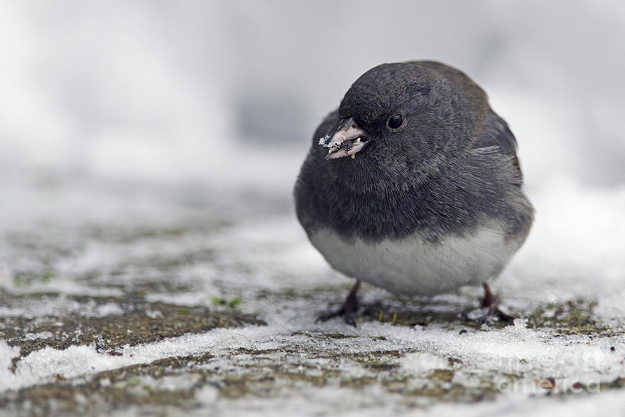 Junco in the Snow with Seeds Photograph by Sharon Talson