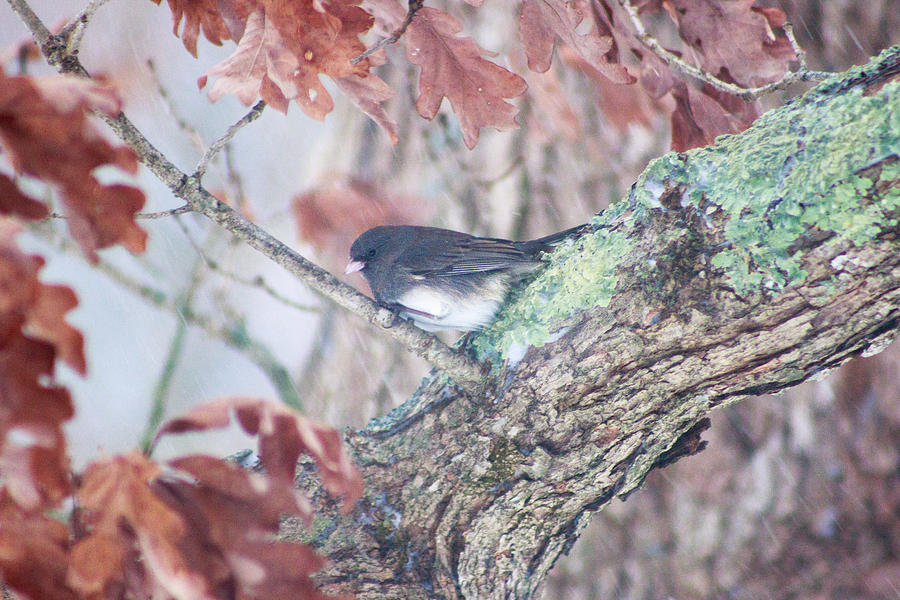 Nature Photograph - Junco in the Tree by Elizabeth Thomas