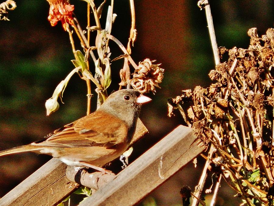 Junco Jaunt 2 Photograph by VLee Watson