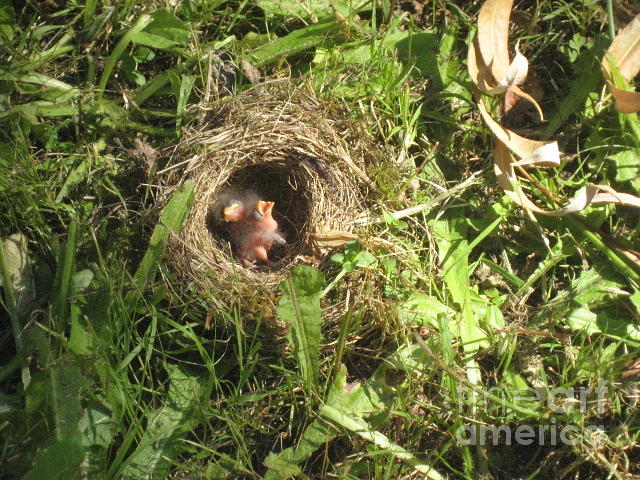Junco Nest In The Lawn Photograph by Kym Backland