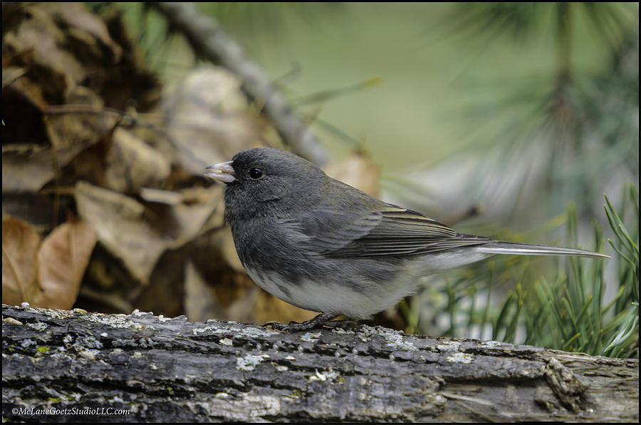 Junco of the Forest Photograph by LeeAnn McLaneGoetz ...