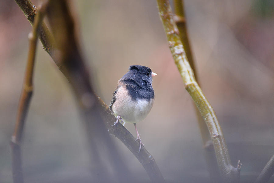 Bird Photograph - Junco on a Blustery Day by Ronda Broatch