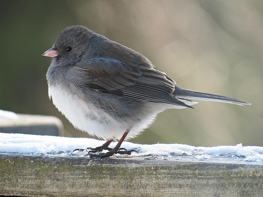 Junco on Board Photograph by MTBobbins Photography