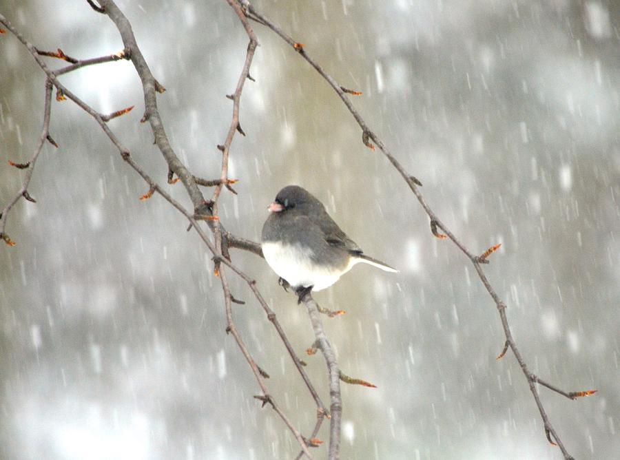 Junco on Branch Photograph by Richard Bryce and Family