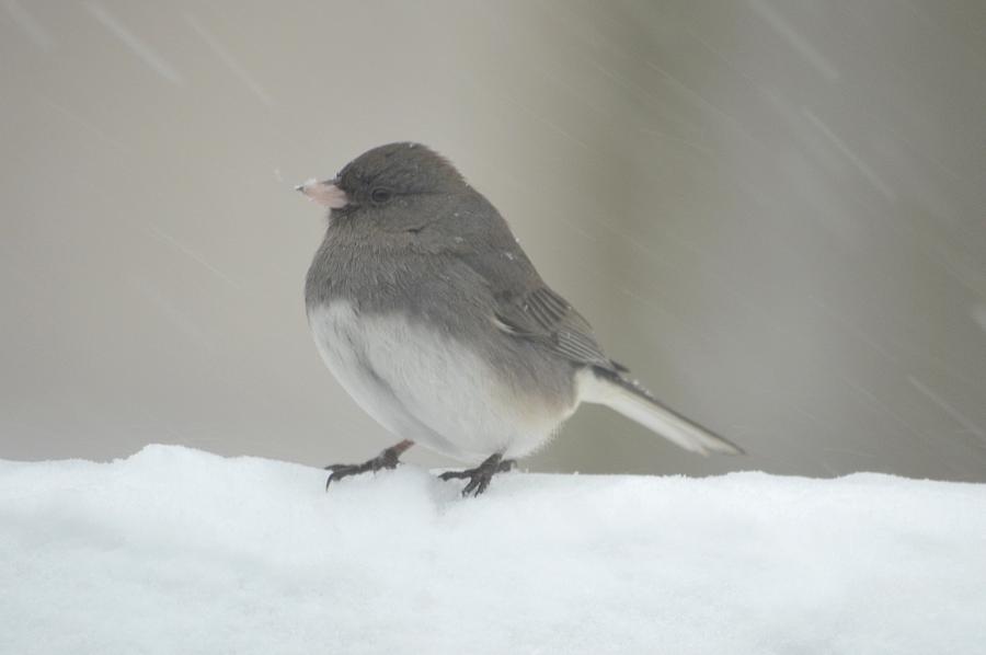 Junco on Snow Photograph by Richard Bryce and Family