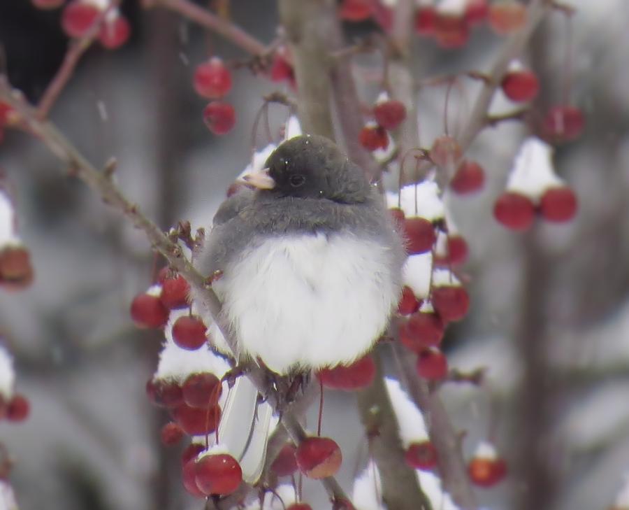 Junco Puffed Up on Crabapple Tree Photograph by MTBobbins Photography