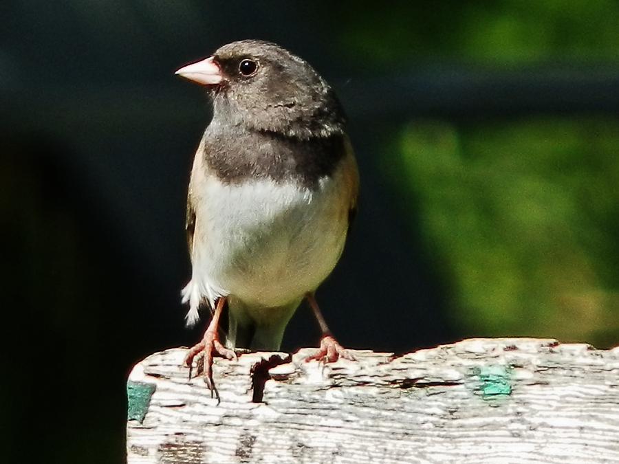 Junco Simplicity Photograph by VLee Watson