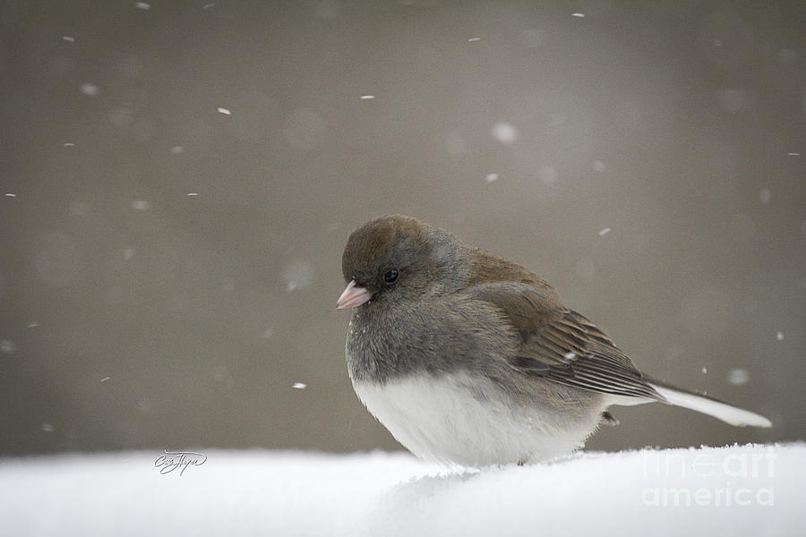 Winter Photograph - Junco Snow Bunny by Cris Hayes