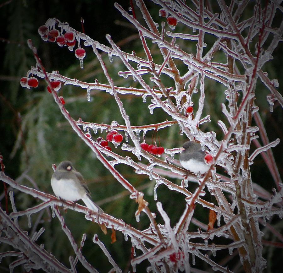 Juncos on Crabapple Ice Photograph by MTBobbins Photography