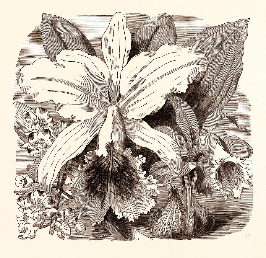 Vintage Drawing - June. Aerides Quinquevulnera. Cattleya Mossiae by English School