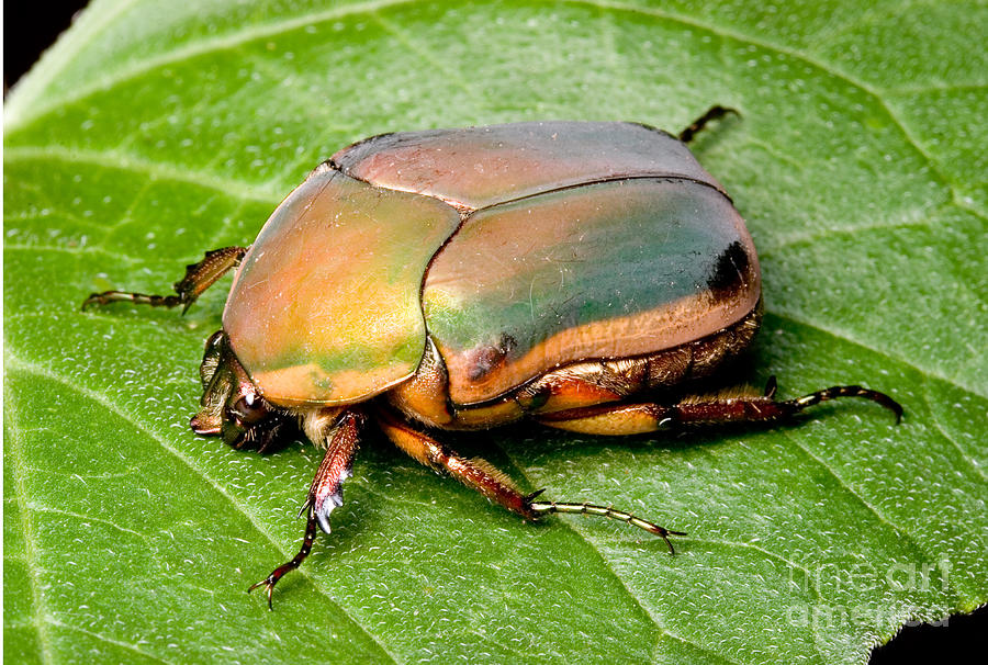 June Beetle Photograph by Gregory G. Dimijian, M.D.