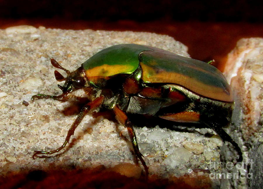 June Beetle Photograph by Joshua Bales