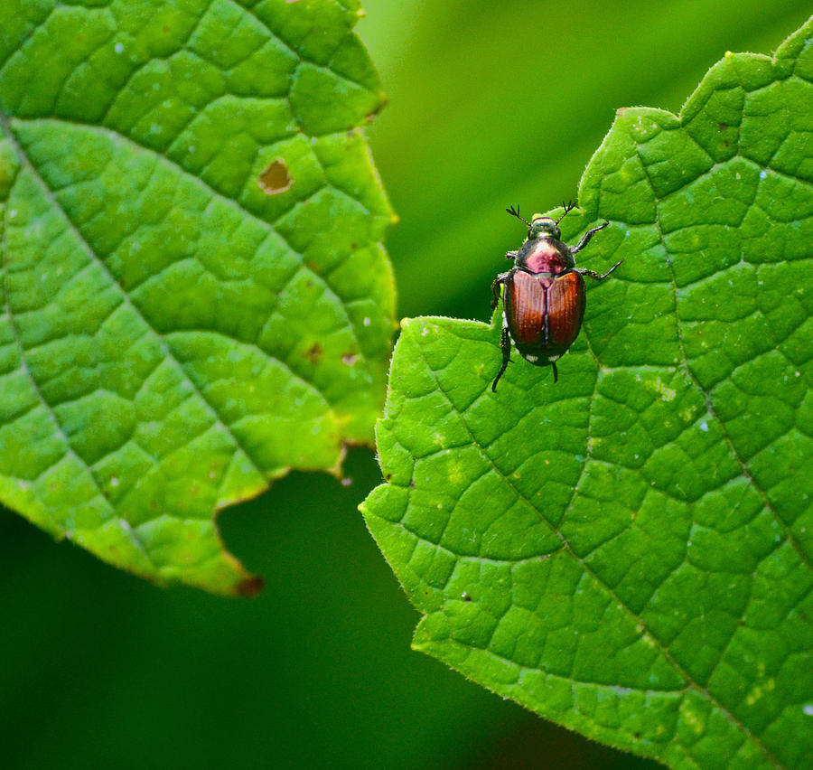 June Bug 3 Photograph by Jeffrey Platt