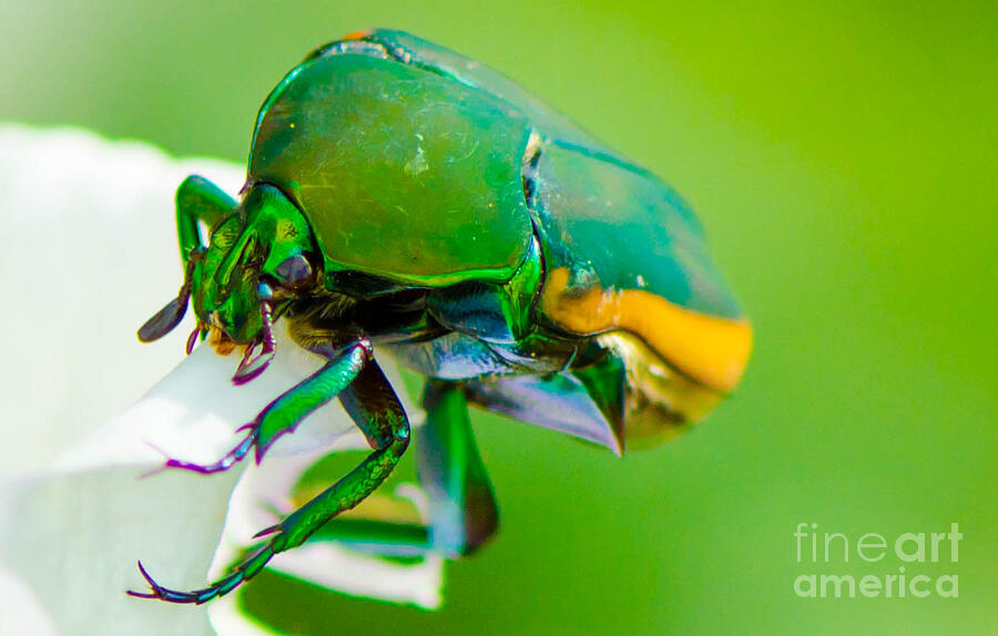 June Bug Fig Beetle Photograph by Michael Moriarty June Bug Fig Beetle Photograph by Michael Moriarty