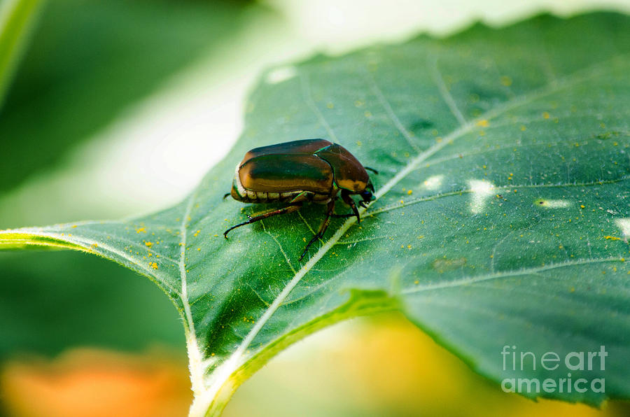 June Bug Photograph by Paul Mashburn