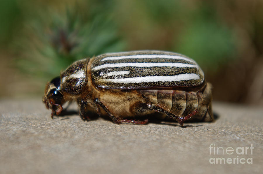June Bug Side Photograph by Adria Trail