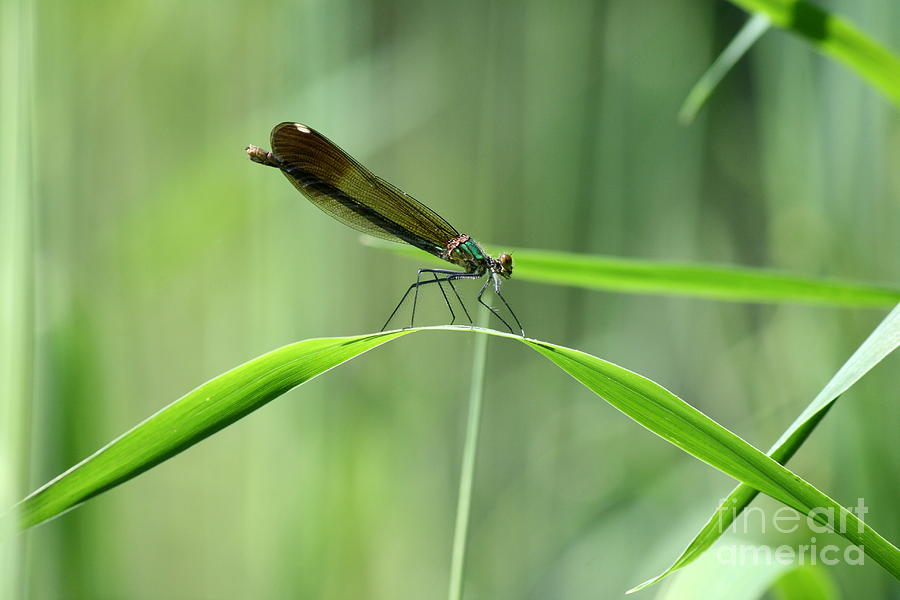 June Damselfly  Photograph by Neal Eslinger