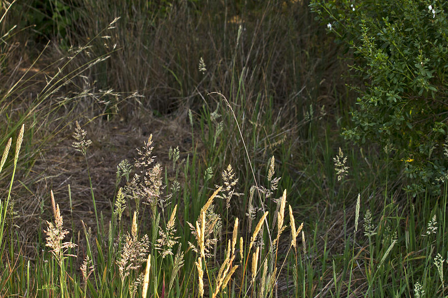 June Grass Photograph by Larry Darnell