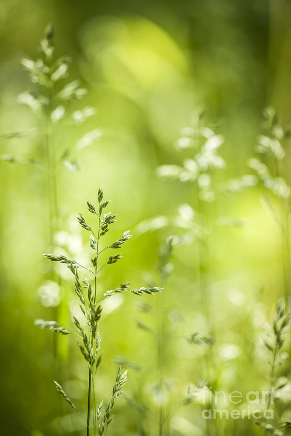 Summer Photograph - June green grass flowering 3 by Elena Elisseeva