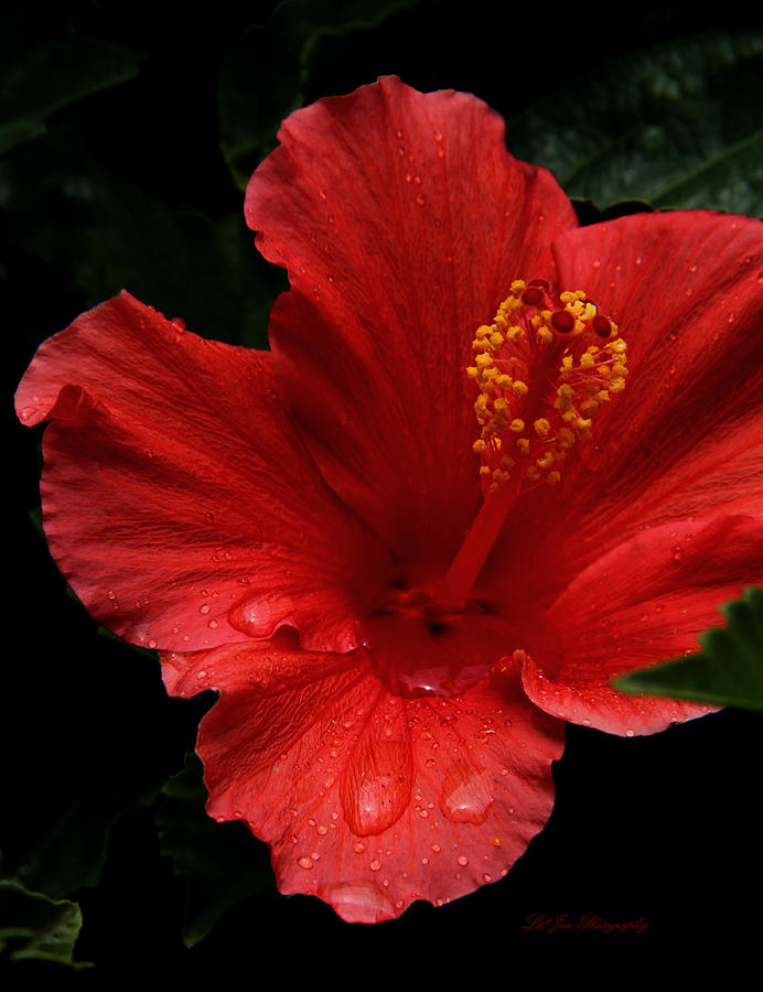 June Hibiscus Bloom Photograph by Jeanette C Landstrom