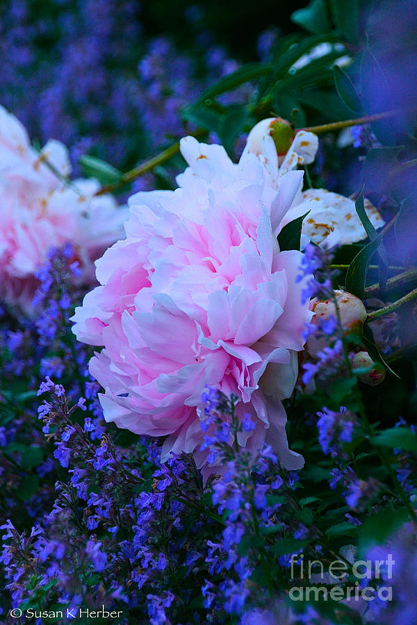 June Peony Photograph by Susan Herber