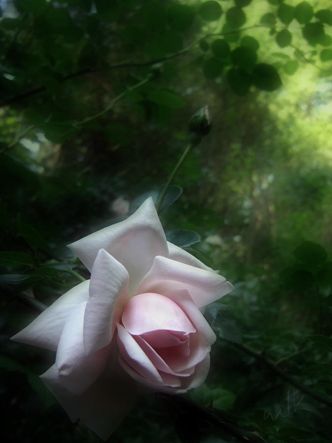 Rose Photograph - June Rose by Louise Kumpf