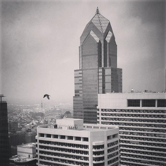 Philadelphia Photograph - Peregrine Falcon Over Philadelphia by Katie Cupcakes