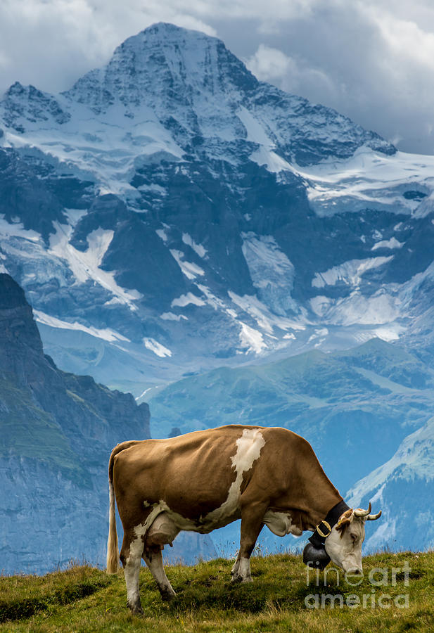 Jungfrau Cow - Grindelwald - Switzerland Photograph by Gary Whitton
