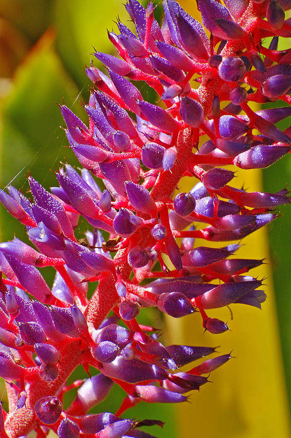 Jungle Bromeliad Photograph by Jean Booth - Pixels