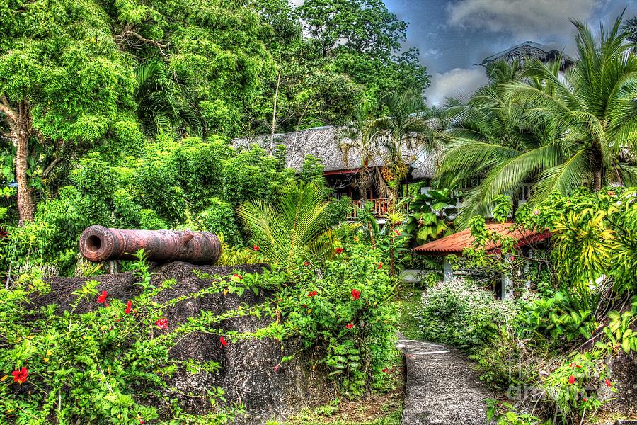 Jungle Cannon Photograph by Bob Hislop