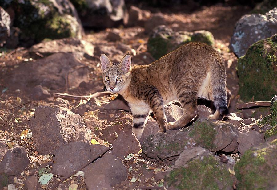 Jungle Cat (felis Chaus Photograph by Photostock-israel