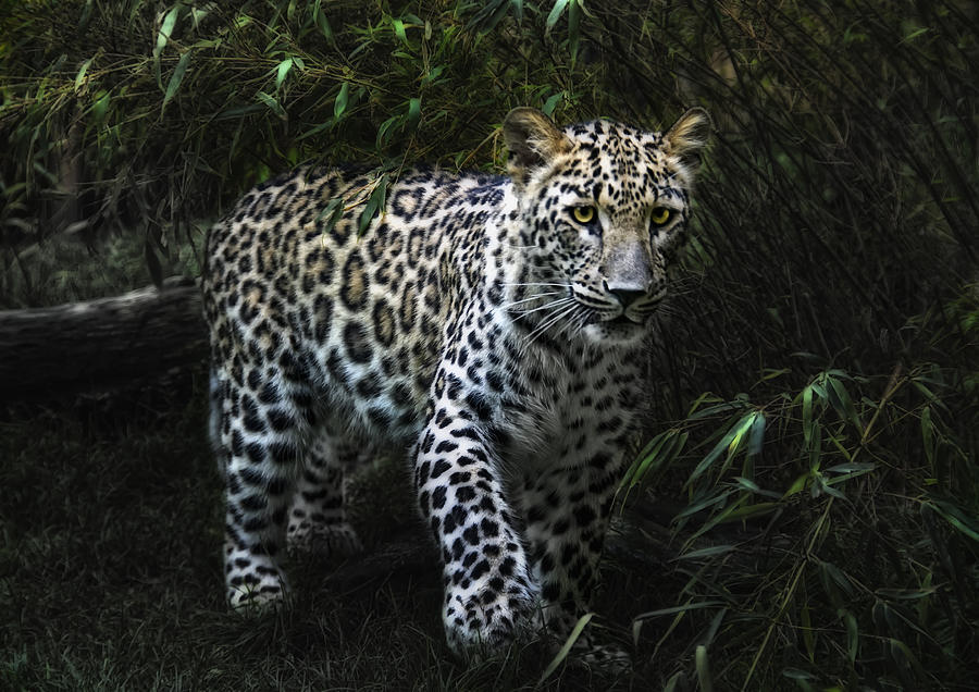 Jungle Cat Photograph by Joachim G Pinkawa