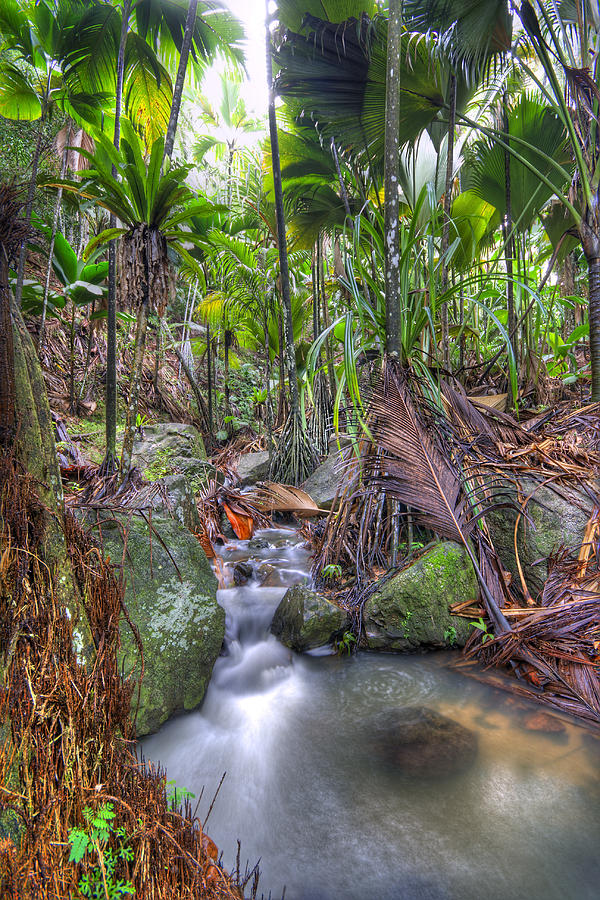 Jungle Photograph - Jungle creek by Alexey Stiop