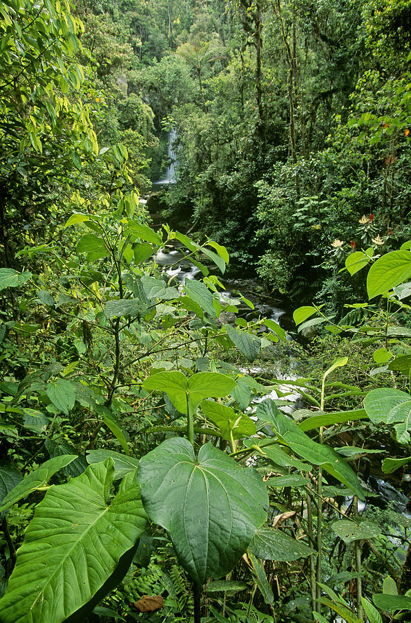 Jungle Creek Photograph by F. Stuart Westmorland