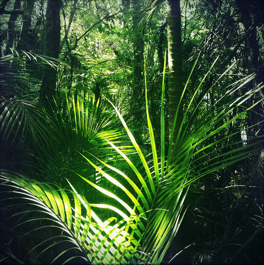 Jungle fern Photograph by Les Cunliffe | Fine Art America