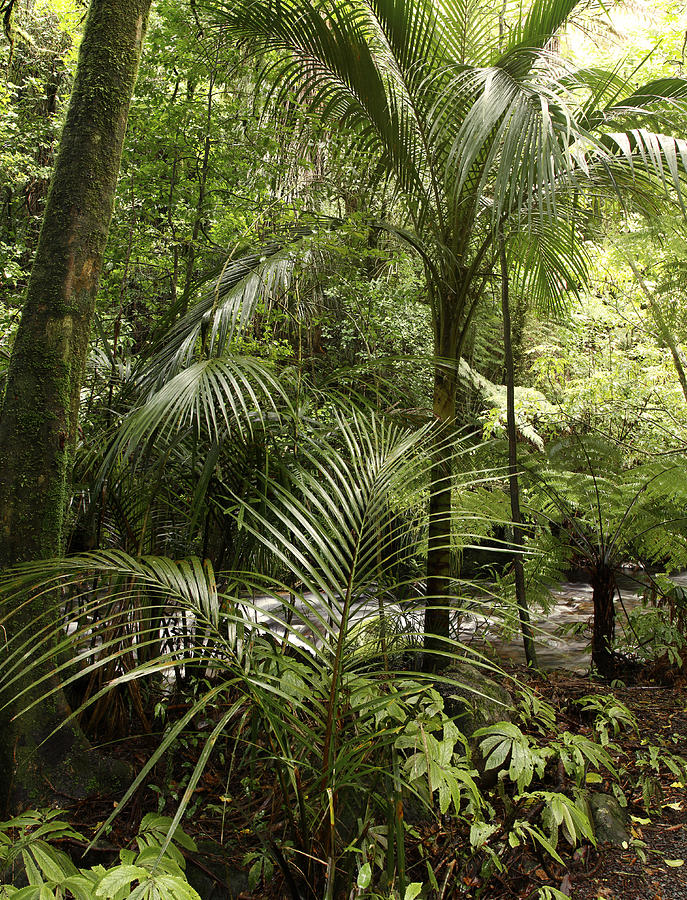 Jungle ferns Photograph by Les Cunliffe