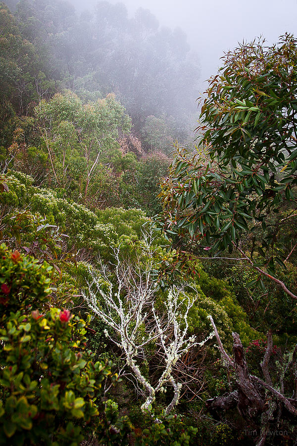 Jungle Foliage in Mist Photograph by Tim Newton